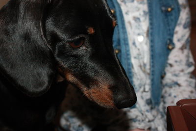 Close-up of dog looking away