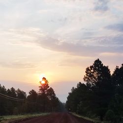 Trees against sky during sunset