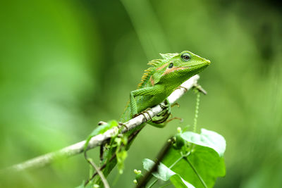 Close-up of grasshopper on leaf