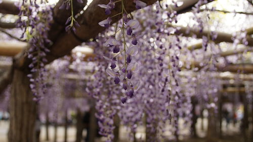Close-up of purple flower hanging on tree