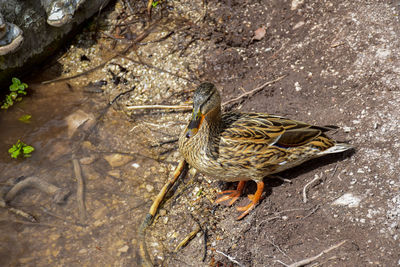 High angle view of a bird in water