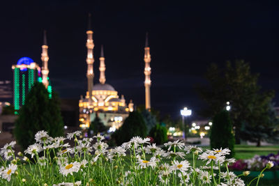 View of white flowering plants at night