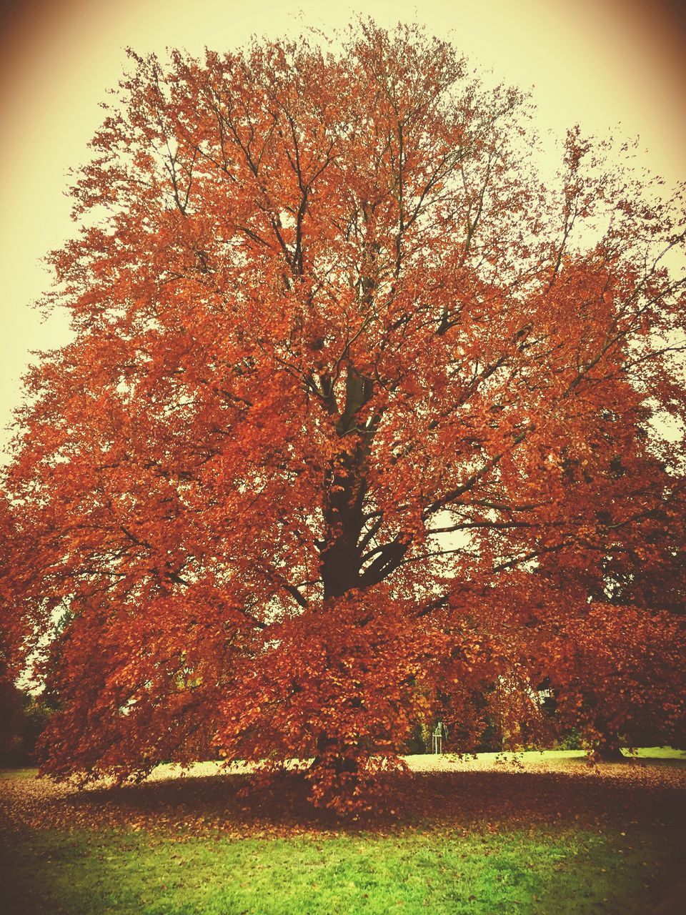 tree, growth, transfer print, auto post production filter, nature, field, plant, grass, green color, branch, beauty in nature, tranquility, outdoors, no people, day, built structure, park - man made space, orange color, growing, sky