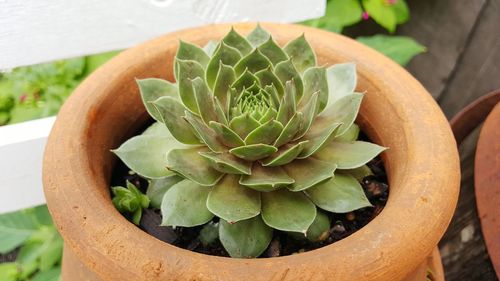 High angle view of succulent plant in pot