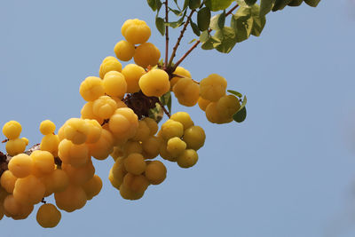 Low angle view of flowering plant against sky