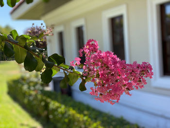 Pink flowering plant against building