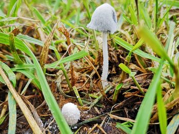 Close-up of mushroom growing on field