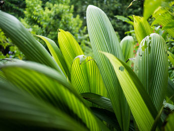 Close-up of green leaves