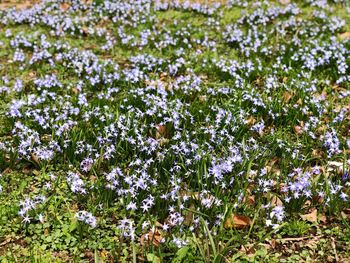 Close-up of white flowering plants on field