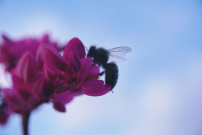 Close-up of honey bee on pink flowering plant against sky