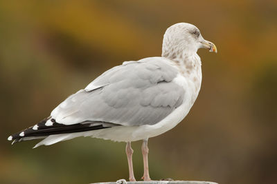 bird