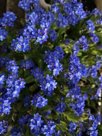Close-up of purple flowering plants in park
