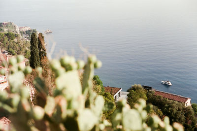 High angle view of plants by sea