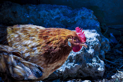 Close-up of rooster