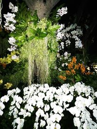 Flowers blooming on tree