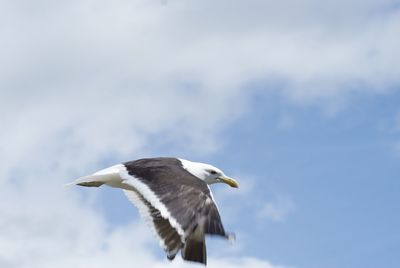 Low angle view of seagull flying against sky