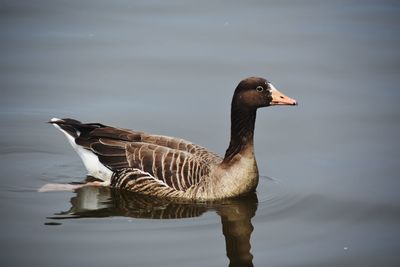 Duck swimming in lake