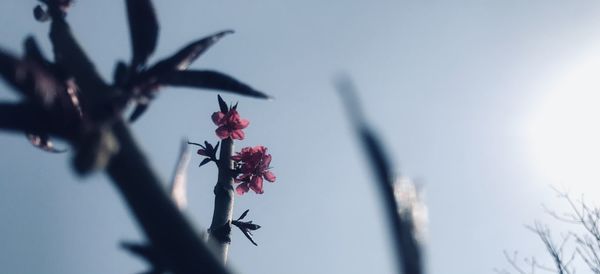 Low angle view of flowering plant against sky