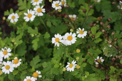 Close-up of white daisy flowers