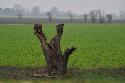Driftwood on tree trunk in field