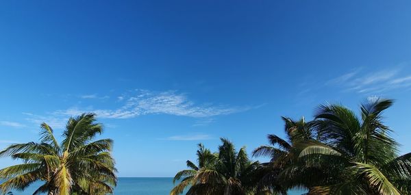 Palm trees on beach against blue sky