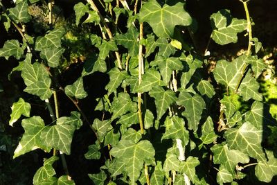 High angle view of fresh green leaves