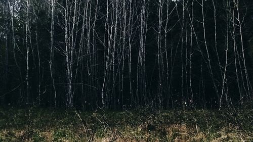 View of forest at night