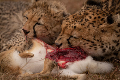 Cheetah hunting in forest