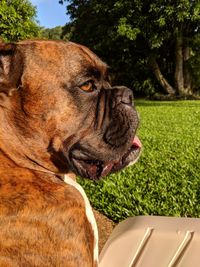 Close-up of dog on grass