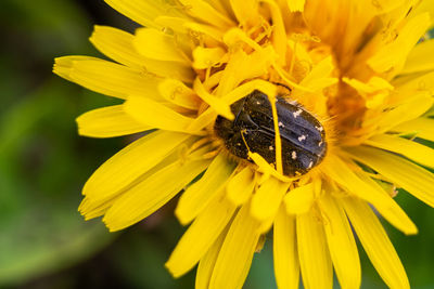 Close-up of insect on yellow flower