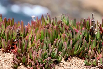 Close-up of succulent plant on field