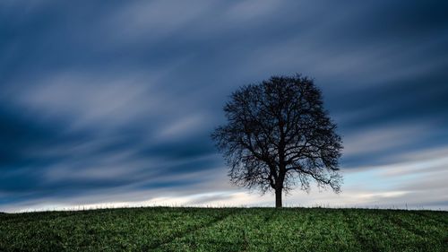 Tree on field against sky