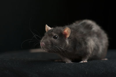 Close-up of an alert rat indoors with copy space