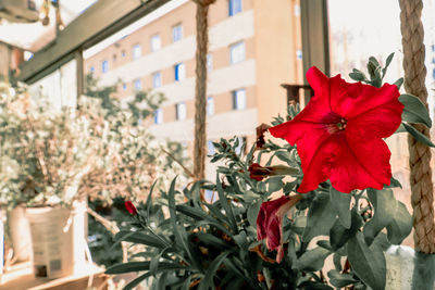 Close-up of red rose flower in pot