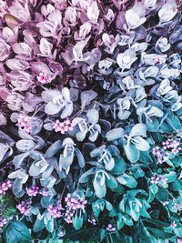 Full frame shot of flowers