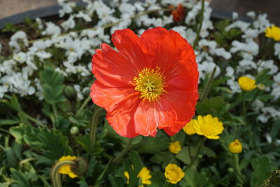 Close-up of red flower blooming outdoors