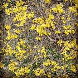 Close-up of yellow flowers