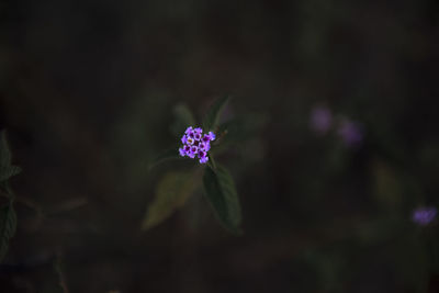 Close-up of purple flower