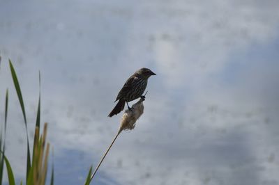 Close-up of bird perching on lake against sky