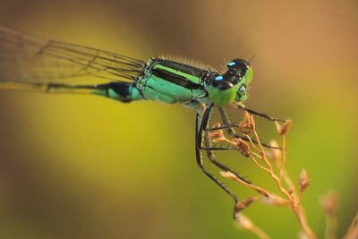 Close-up of insect on leaf