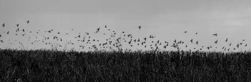 Flock of birds flying over field against sky