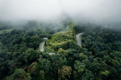 Scenic view of forest