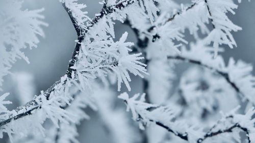 Close-up of frozen plant during winter