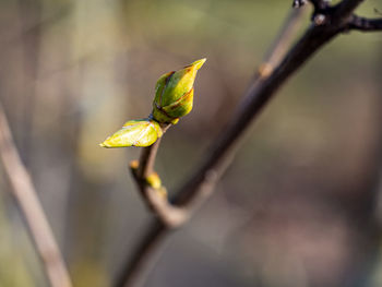 Close-up of a bud growing on a tree