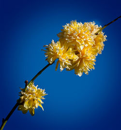 Low angle view of yellow flowers against clear blue sky