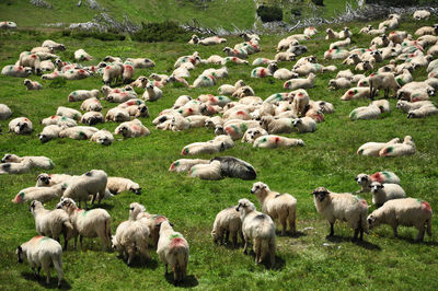 Flock of sheep in the spring