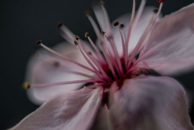 Close-up of pink flower