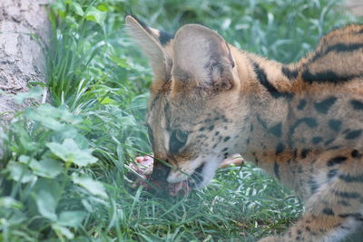 Close-up of wild cat on grass