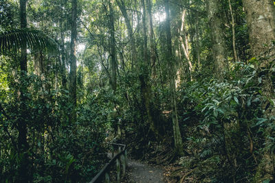 View of trees in forest