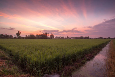 Scenic view of agricultural field against sky during sunset